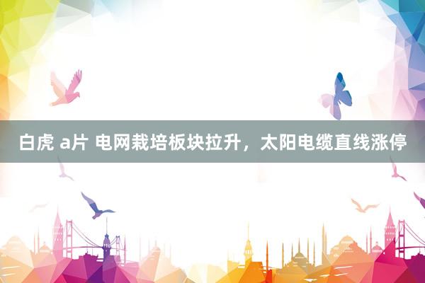 白虎 a片 电网栽培板块拉升，太阳电缆直线涨停